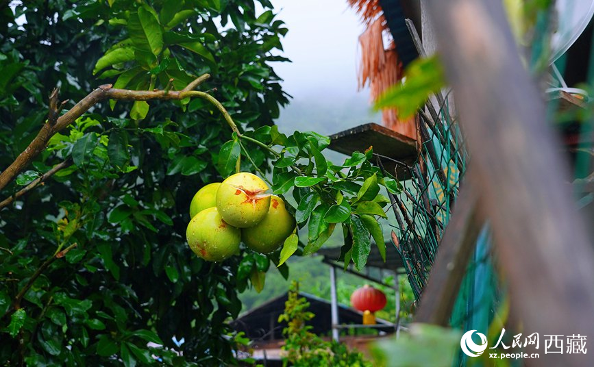 墨脫縣德興鄉(xiāng)德興村庭院果樹飄香。