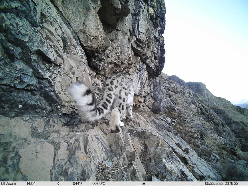 雪豹影像。山水自然保護(hù)中心供圖