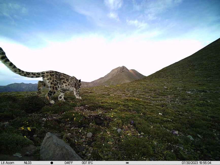 雪豹影像。山水自然保護(hù)中心供圖