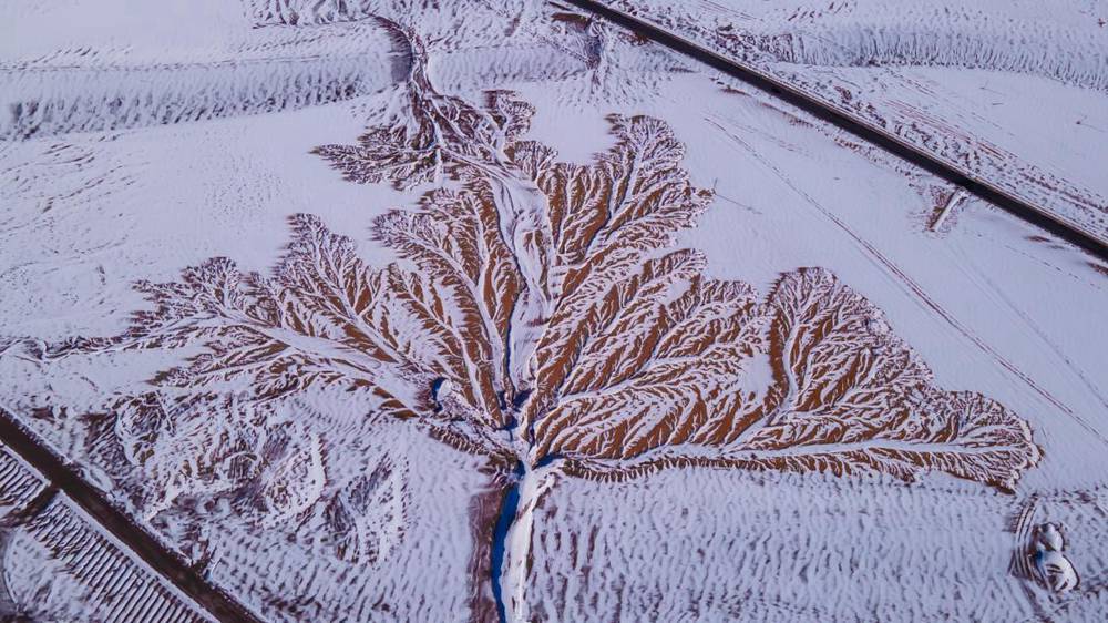 雪中“大樹”。邊巴多吉攝