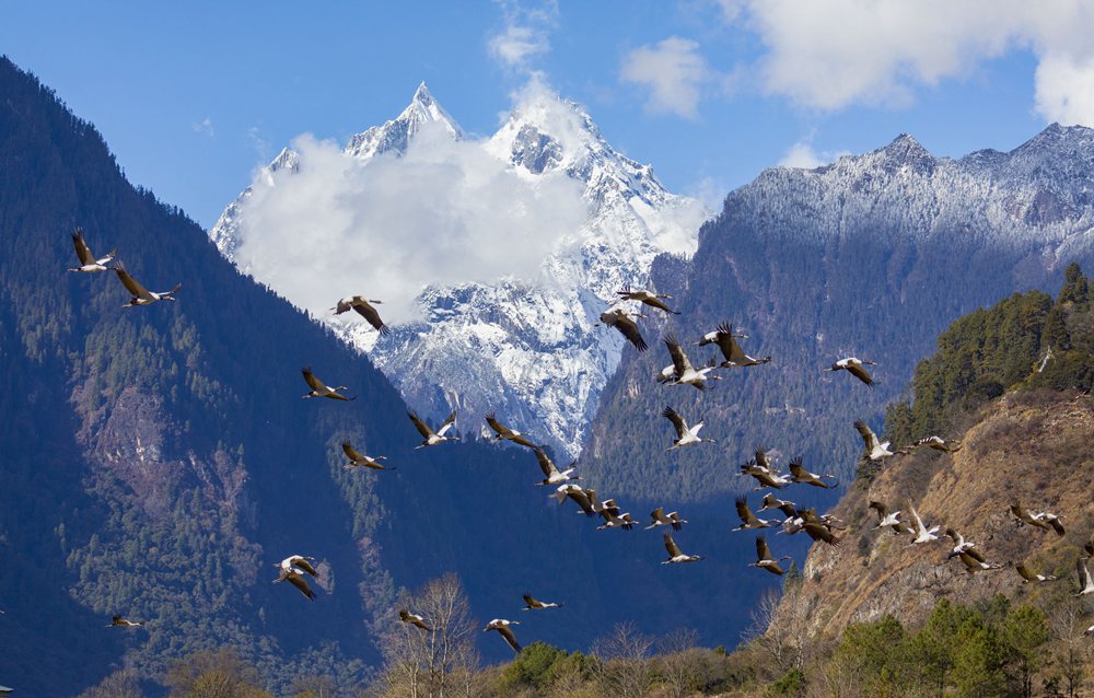 黑頸鶴蹁躚起舞美如畫。索多攝