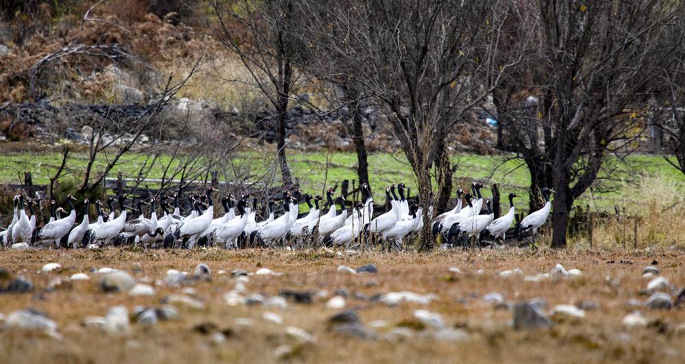 黑頸鶴在濕地上閑庭信步。索多攝