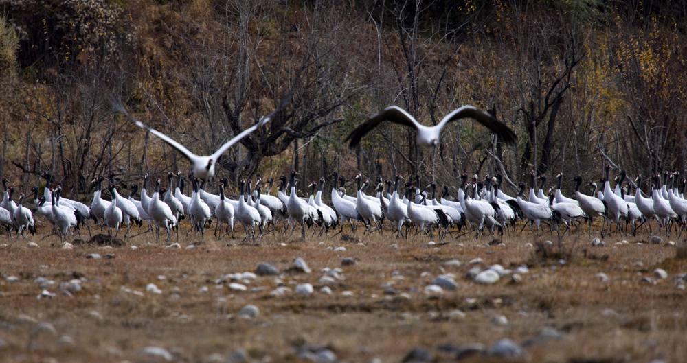 黑頸鶴蹁躚起舞美如畫。索多攝