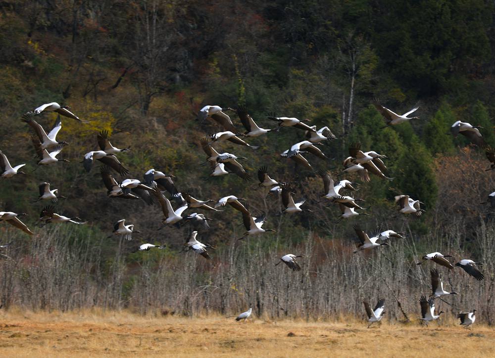 黑頸鶴蹁躚起舞美如畫。益西旦增攝