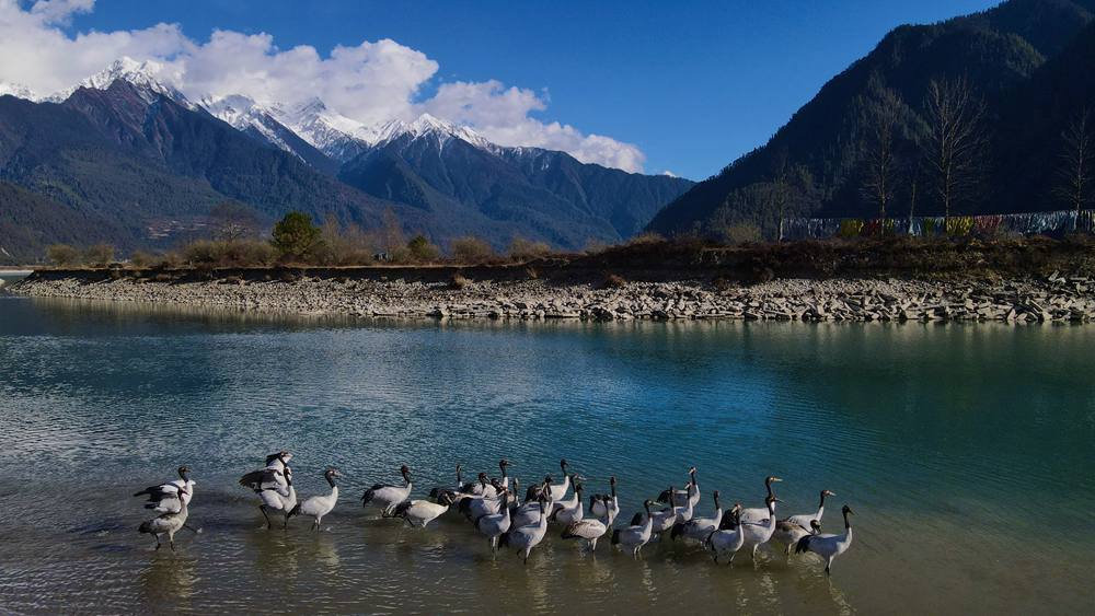 河中嬉戲的黑頸鶴。益西旦增攝