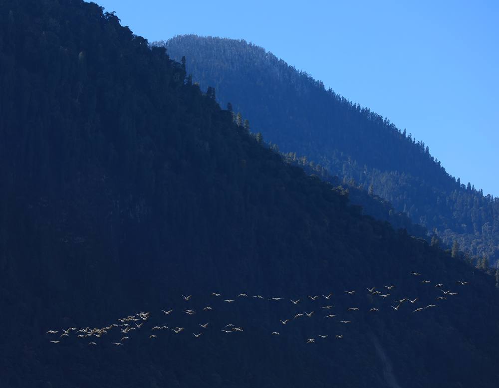 黑頸鶴在天空中自由翱翔。益西旦增攝