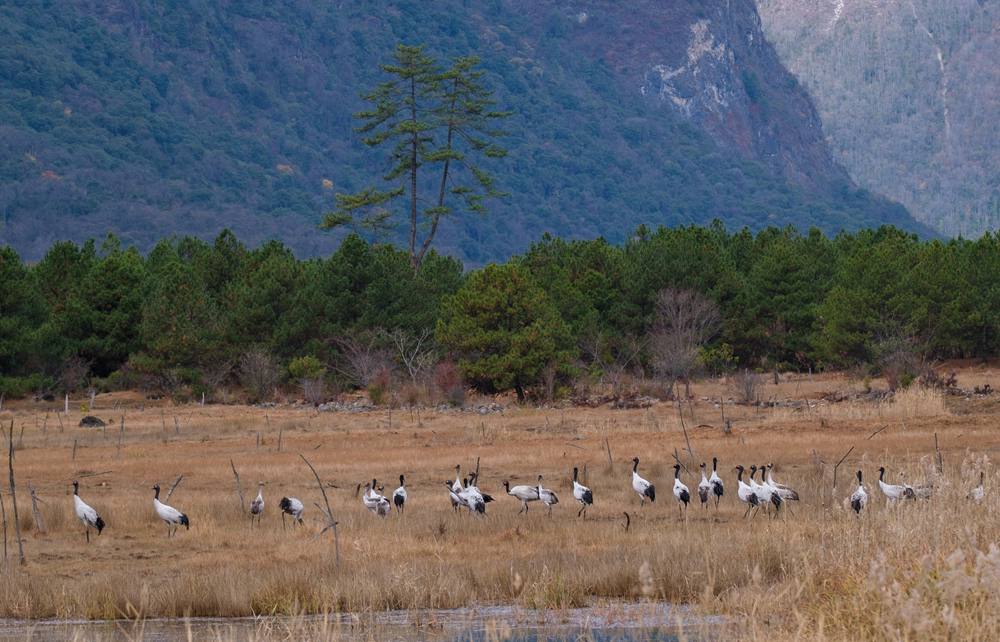 覓食中的黑頸鶴。扎頓攝