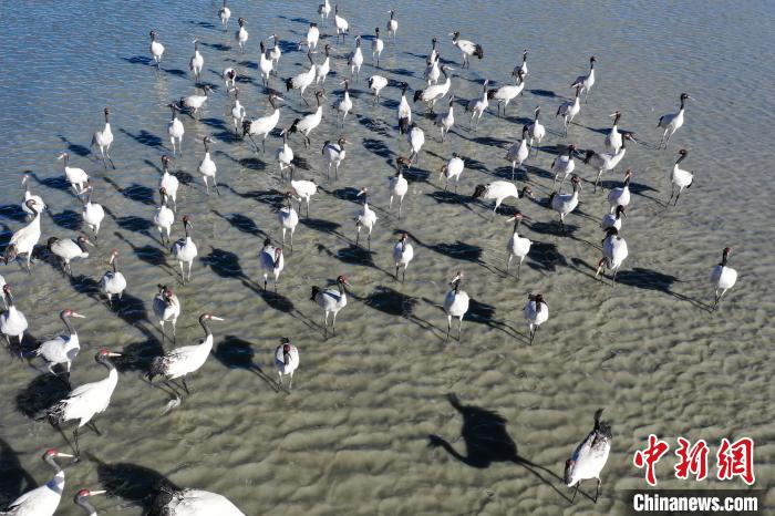 西藏日喀則:高原鶴舞
