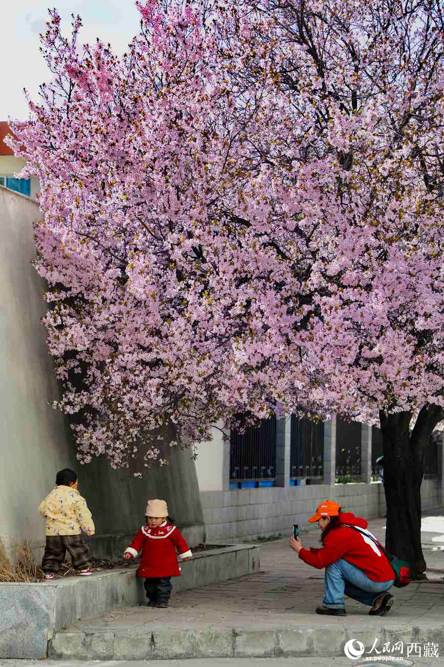 桃林下，拉薩市民游客樂享春光。人民網(wǎng)記者 次仁羅布攝