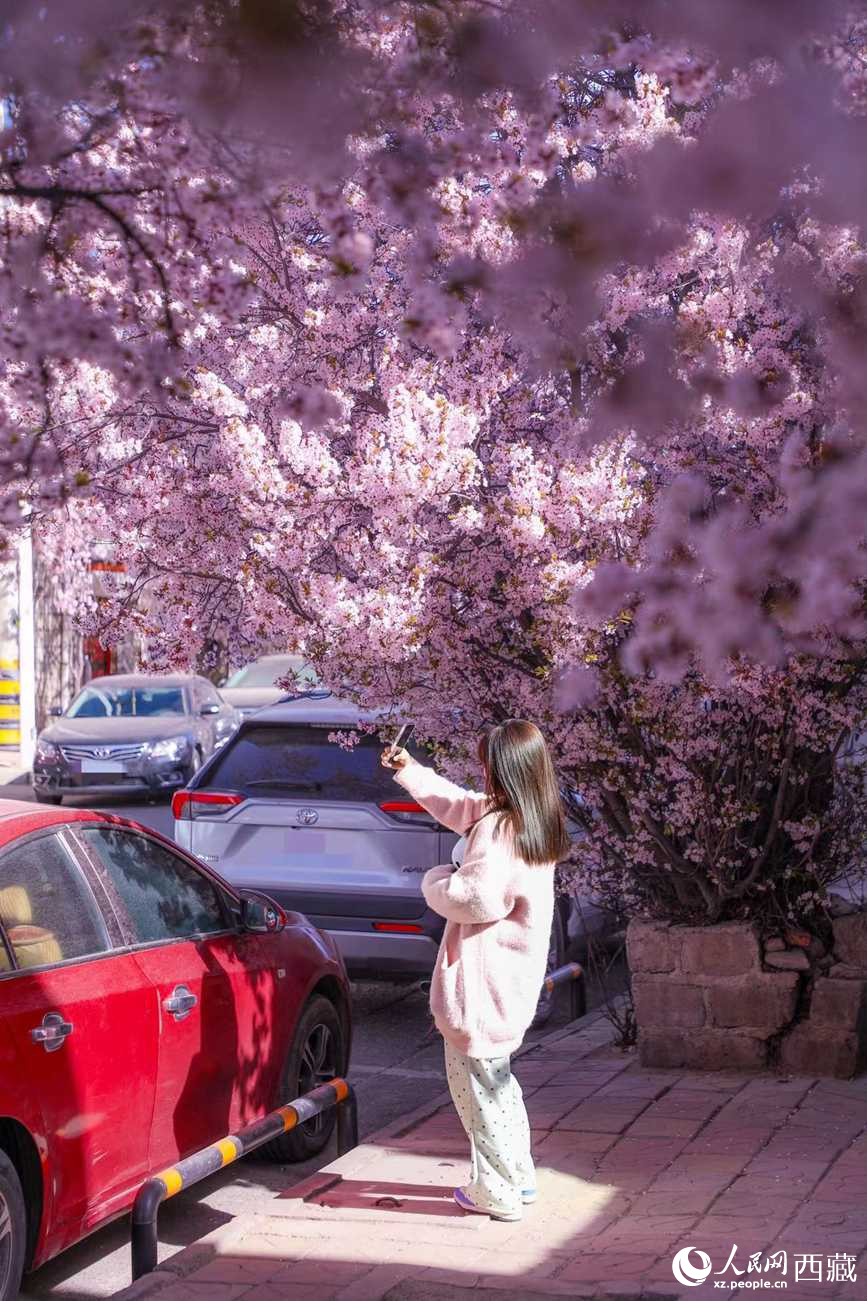 桃林下，拉薩市民游客樂享春光。人民網(wǎng)記者 次仁羅布攝