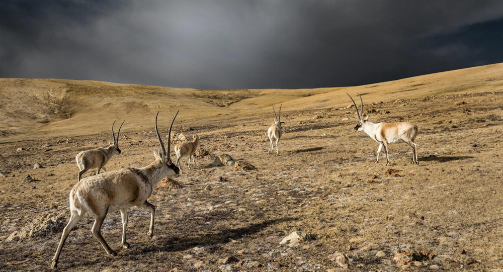 “高原精靈”藏羚羊。尼瑪多吉攝