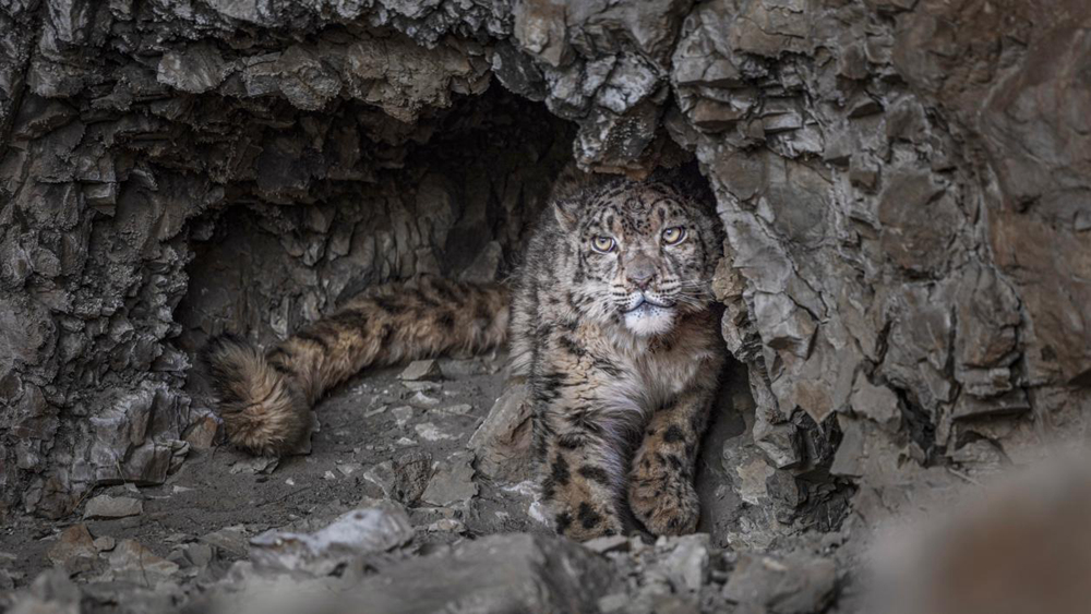 “高原精靈”雪豹。尼瑪多吉攝