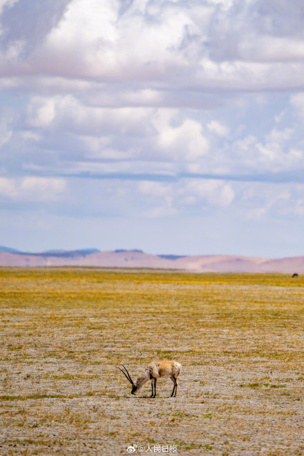 可愛壁紙上新！藏羚羊就是高原上的精靈吧