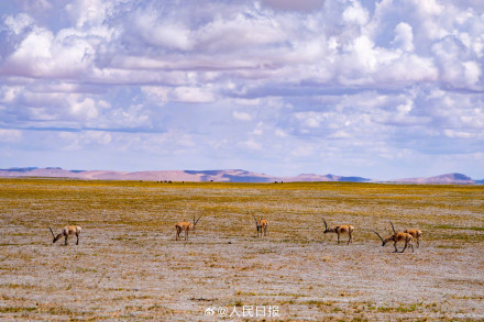 可愛壁紙上新！藏羚羊就是高原上的精靈吧