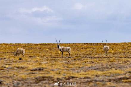 可愛壁紙上新！藏羚羊就是高原上的精靈吧