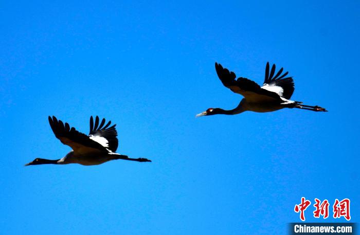 西藏拉薩:“高原精靈”黑頸鶴開(kāi)啟越冬