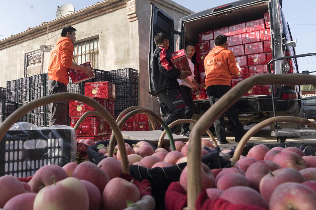 西部冰糖心蘋果，乘著商流上行。劉浩攝