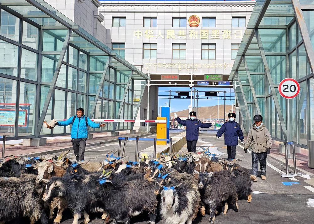 海關(guān)關(guān)員監(jiān)管驗(yàn)放出口活羊。次旺久美攝