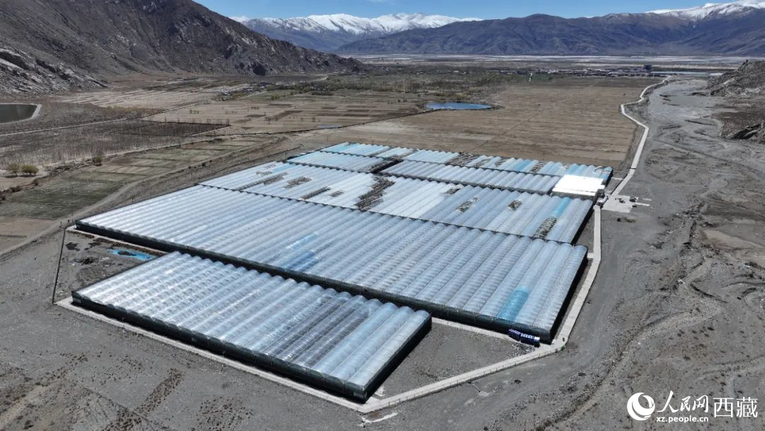 戈壁田園全景。次仁龍布攝