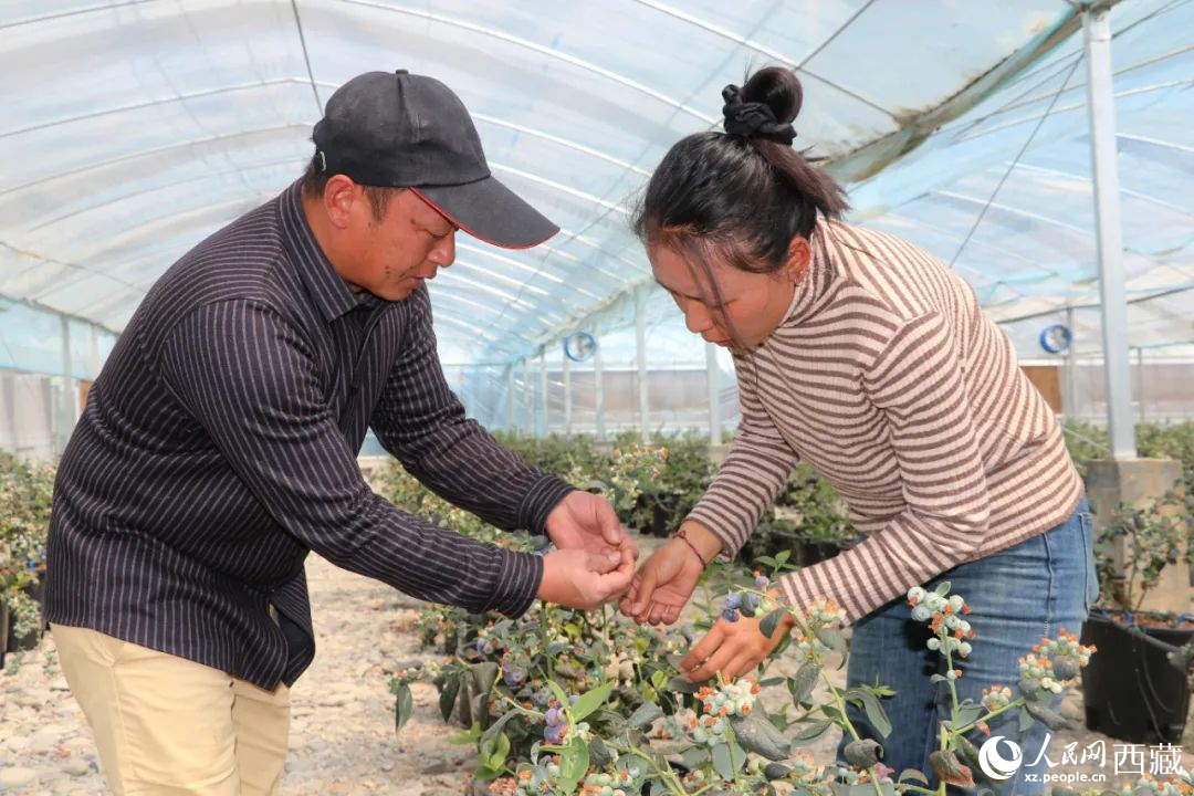 技術(shù)員劉家平和措姆在溫室大棚檢查藍(lán)莓的長(zhǎng)勢(shì)。次仁龍布攝