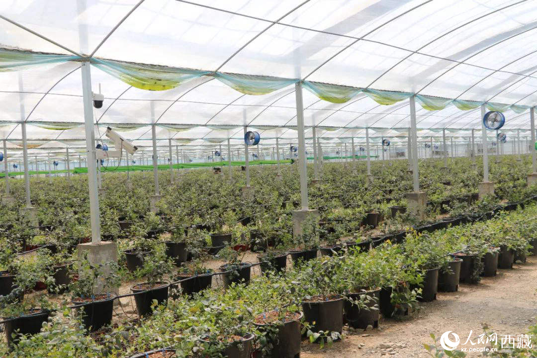 戈壁田園藍(lán)莓工業(yè)化種植基地。次仁龍布攝
