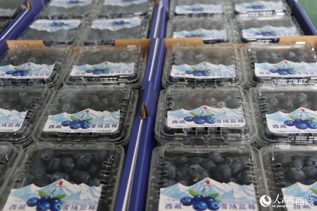 包裝好的藍(lán)莓。次仁龍布攝