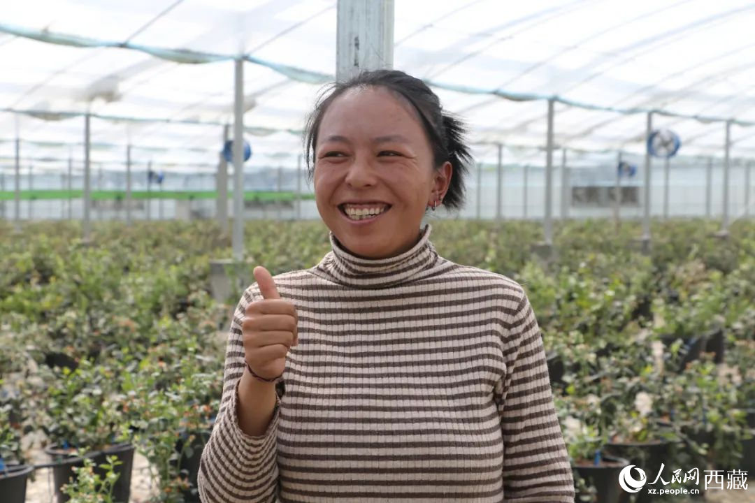 措姆品嘗自己精心照料的藍(lán)莓后，豎起了大拇指。次仁龍布攝