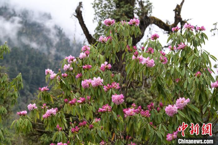 西藏波密：野生杜鵑盛放繪就春日盛景