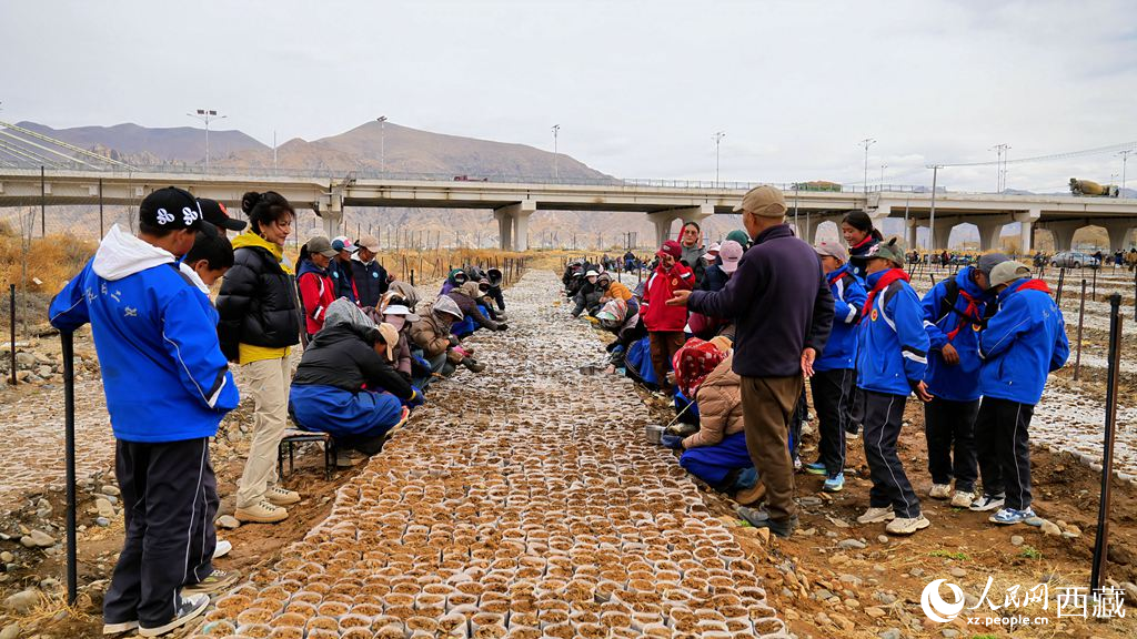 西藏定日：思政課“搬”進育苗基地【4】