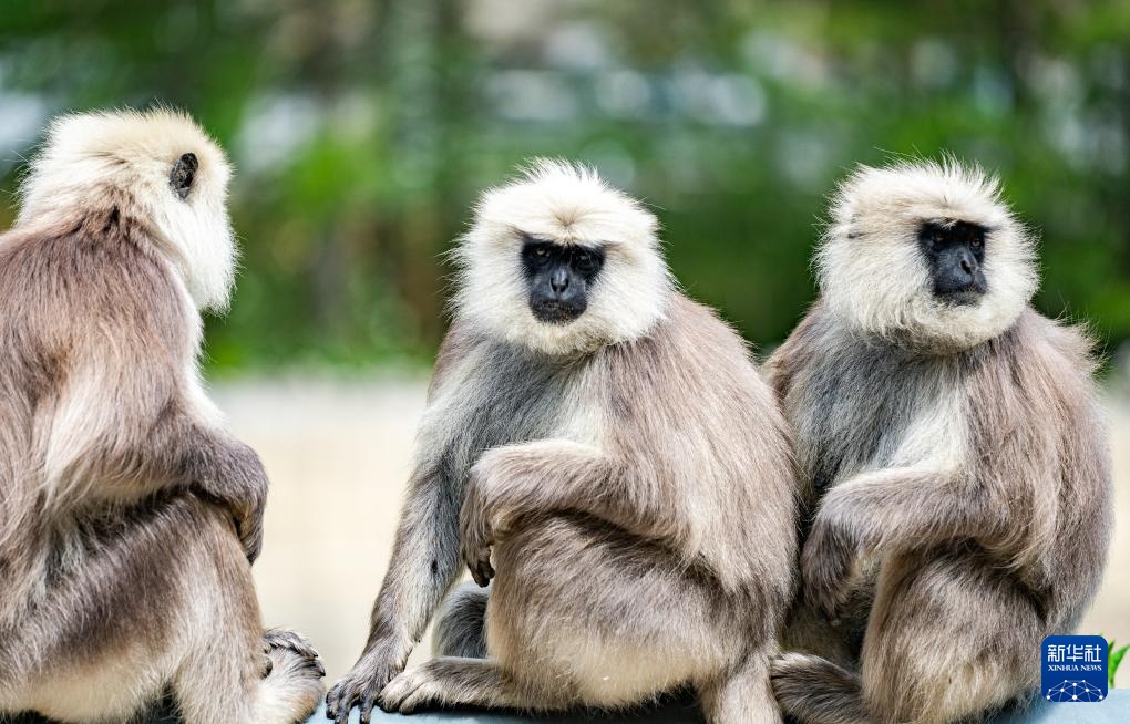 西藏亞東:長尾葉猴下山“會客”
