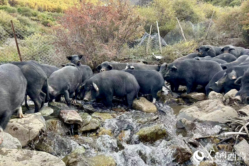 高山放養(yǎng)的藏香豬。人民網(wǎng)記者 次仁羅布攝