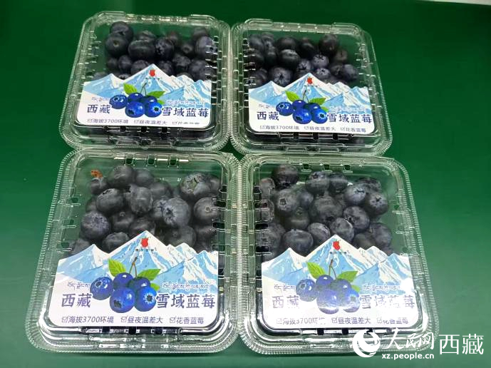西藏雪域藍(lán)莓。羅雨欣攝