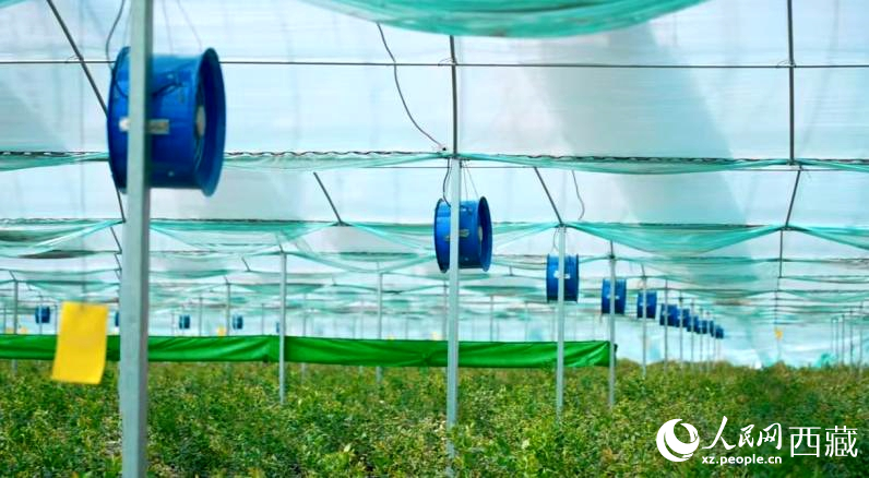 藍(lán)莓種植的智能溫室場景。羅雨欣攝