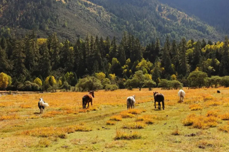 懂西藏的人，一定不會(huì)錯(cuò)過(guò)林芝的秋天