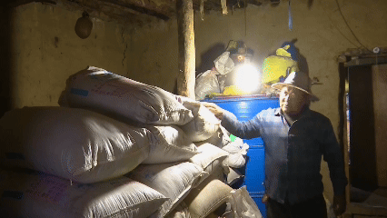 青稞“蛻變”，牦?！俺鋈Α?！看西藏農(nóng)牧民的“十四五”豐收答卷