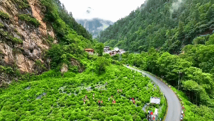 青稞“蛻變”，牦?！俺鋈Α?！看西藏農(nóng)牧民的“十四五”豐收答卷