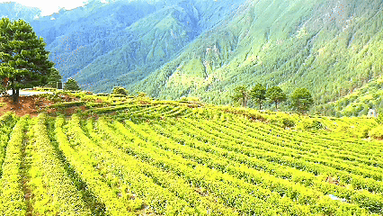 青稞“蛻變”，牦?！俺鋈Α?！看西藏農(nóng)牧民的“十四五”豐收答卷