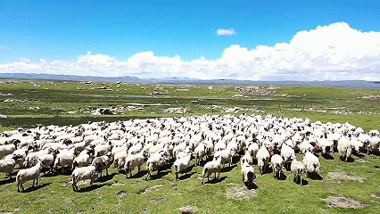 青稞“蛻變”，牦?！俺鋈Α?！看西藏農(nóng)牧民的“十四五”豐收答卷