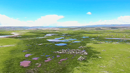 青稞“蛻變”，牦牛“出圈”！看西藏農(nóng)牧民的“十四五”豐收答卷