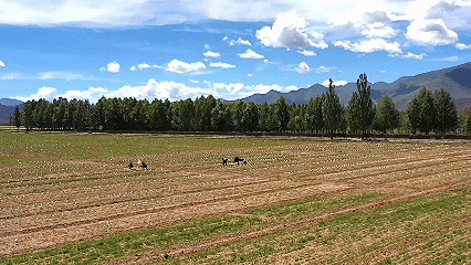 青稞“蛻變”，牦牛“出圈”！看西藏農(nóng)牧民的“十四五”豐收答卷