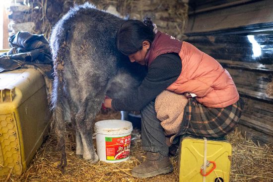 次仁普尺正在擠牛奶。人民網(wǎng)記者 翁奇羽攝