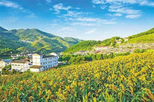 【理上網(wǎng)來o輝煌十九大】鄉(xiāng)村振興戰(zhàn)略：更綜合、全面、系統(tǒng)的發(fā)展戰(zhàn)略