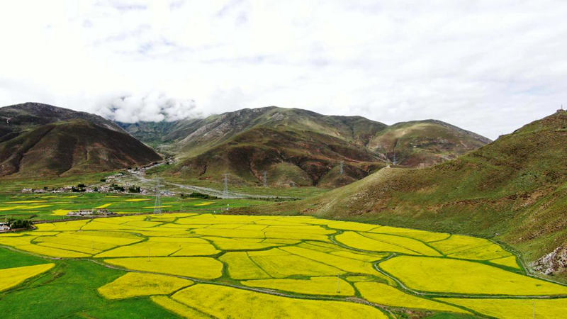 金燦燦的油菜花。洛克攝