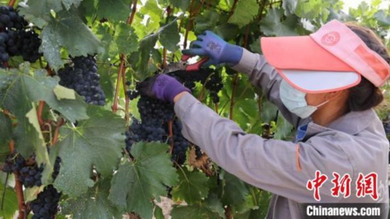 圖為當(dāng)?shù)卮迕癫烧咸?。　山南桑日縣委宣傳部提供