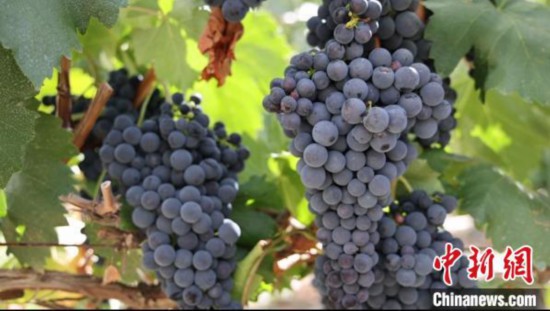 圖為桑日縣種植的葡萄?！∩侥仙Ｈ湛h委宣傳部提供
