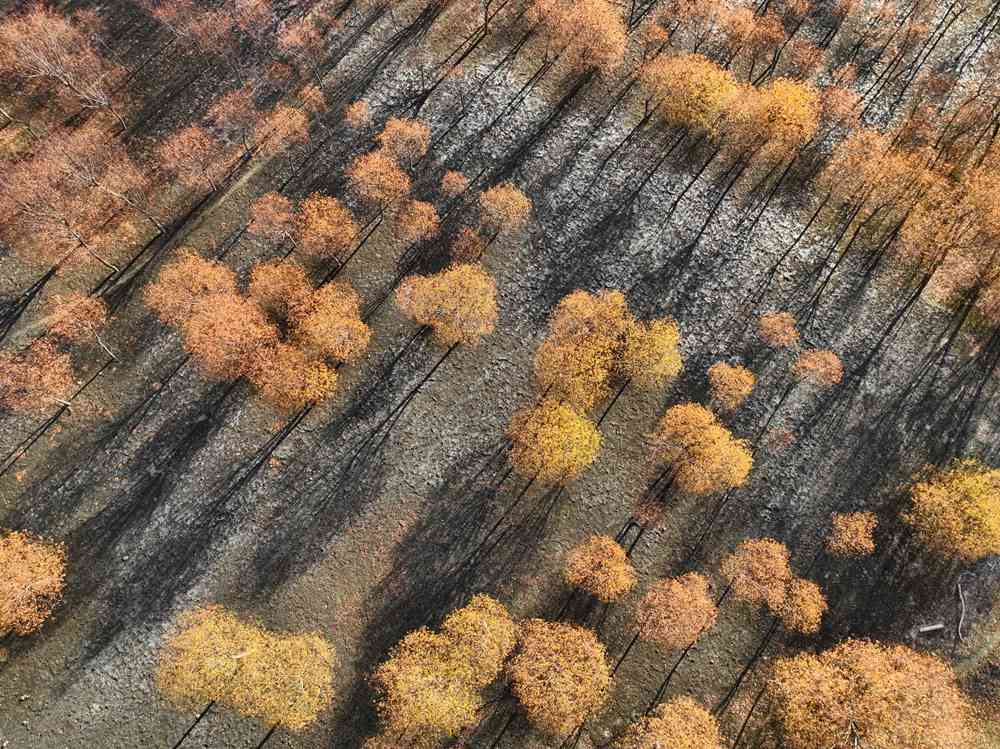 入冬時(shí)節(jié)，雅魯藏布江畔的樹林一片金黃。