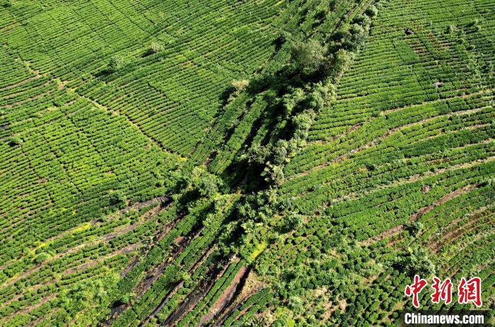 圖為西藏林芝市墨脫縣果果塘大拐彎附近的茶田。(無人機照片) 李林 攝