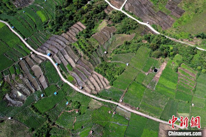 圖為西藏林芝市墨脫縣城附近的茶田。(無人機照片) 李林 攝