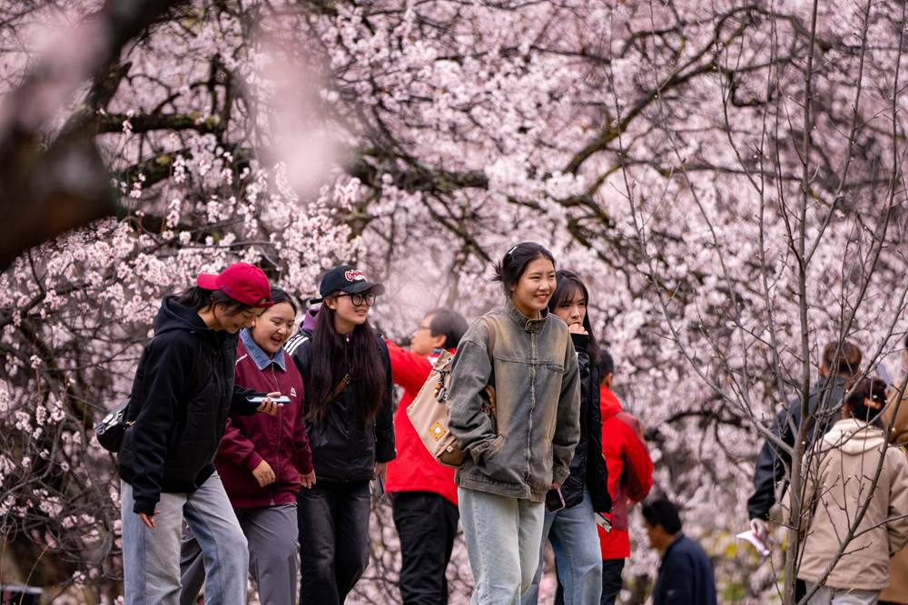 桃花盛開(kāi)惹人醉，八方游客賞花來(lái)。徐馭堯攝
