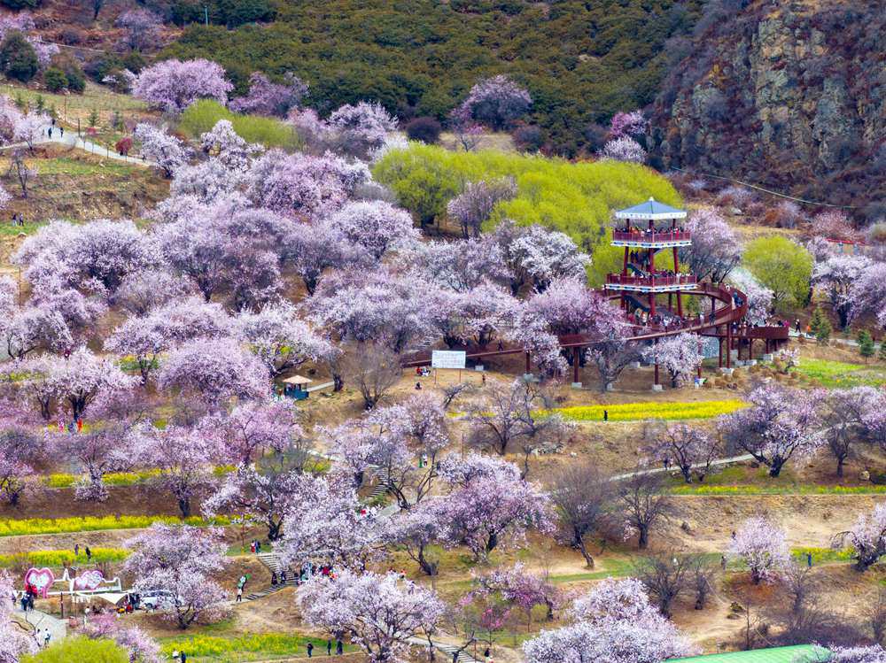 桃花盛開(kāi)惹人醉，八方游客賞花來(lái)。徐馭堯攝